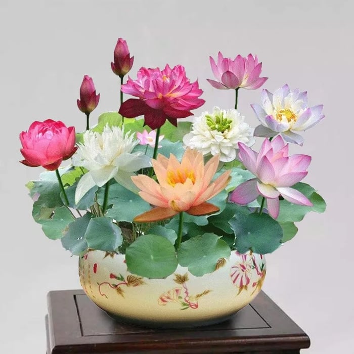 🌸💐 The Sacred Bonsai Lotus Bowl – Blooming Beauty for Your Home 🌺✨