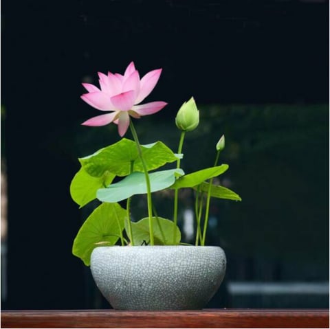 🌸💐 The Sacred Bonsai Lotus Bowl – Blooming Beauty for Your Home 🌺✨