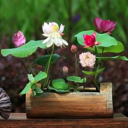🌸💐 The Sacred Bonsai Lotus Bowl – Blooming Beauty for Your Home 🌺✨