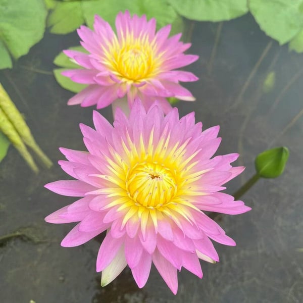 🌸💐 The Sacred Bonsai Lotus Bowl – Blooming Beauty for Your Home 🌺✨
