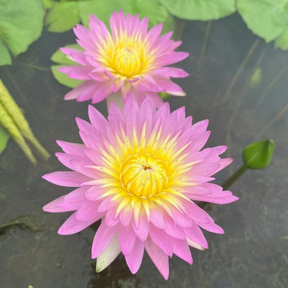 🌸💐 The Sacred Bonsai Lotus Bowl – Blooming Beauty for Your Home 🌺✨