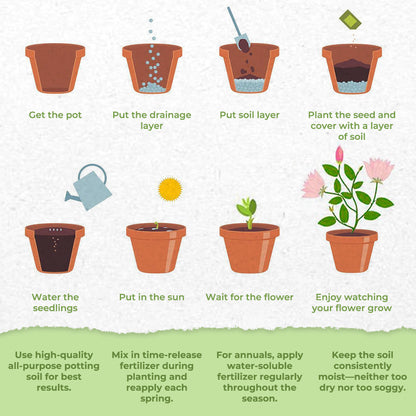 🌼 Cat Garden – Charming Blossom Seeds✨