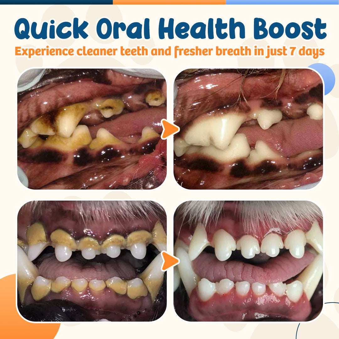 Zakdavi™ Pet Dental Powder 🐶✨ Fresh Breath & Stronger Teeth – No Brushing Needed!
